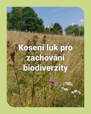 🎋Proč jsou louky tak důležité? Jak se o ně dobře starat? Co je to kartáčování? A víte kdo jsou šumavky 🐑 a že jim pravé...